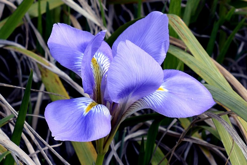 Ирис Сибирский Tipped in Blue