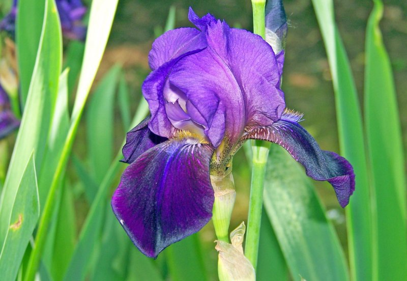 Ирис Сибирский Iris sibirica