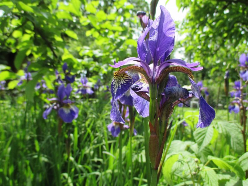 Ирис гладкий Iris laevigata