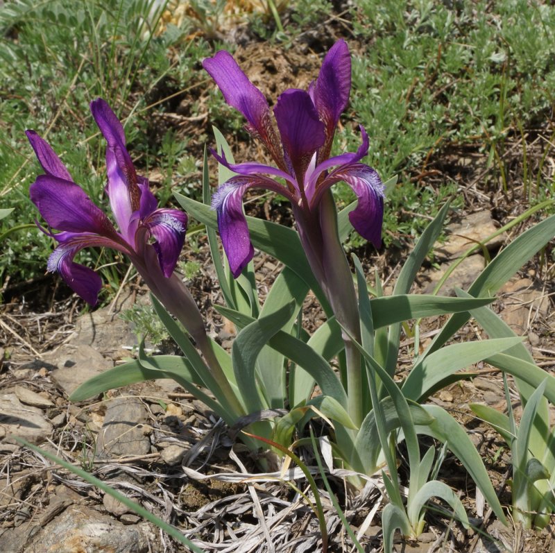 Iris Goessens