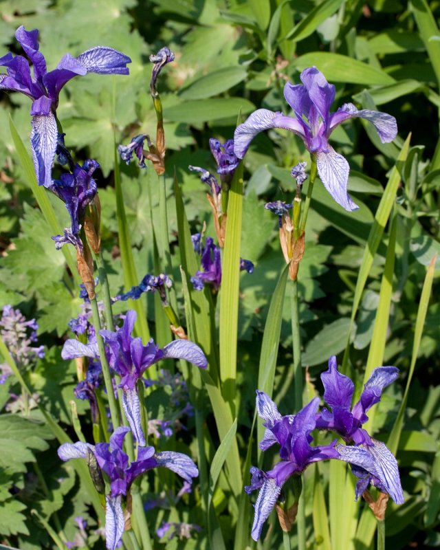 Iris ruthenica var. Brevituba