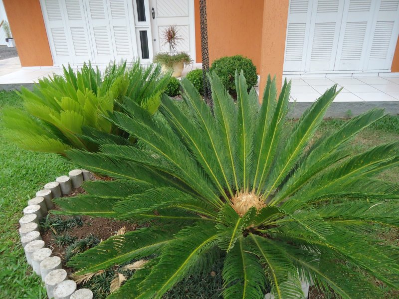 Саговник поникающий (Cycas inermis)