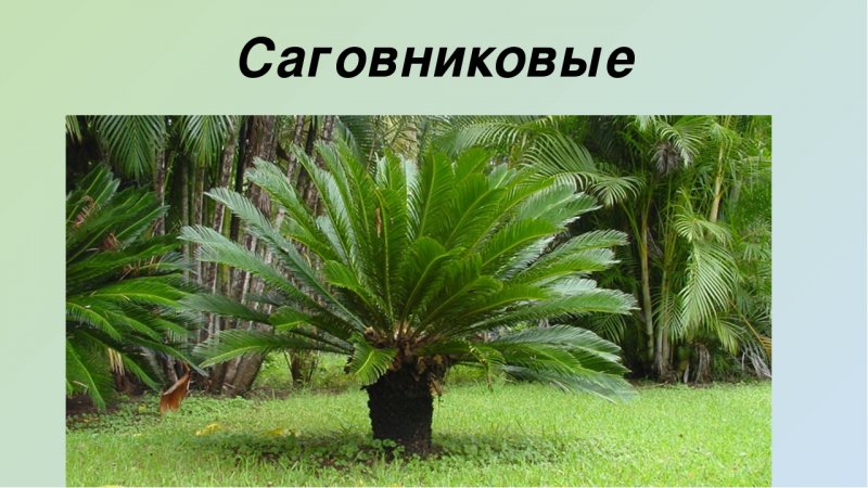 Цикас революта, саговник поникающий