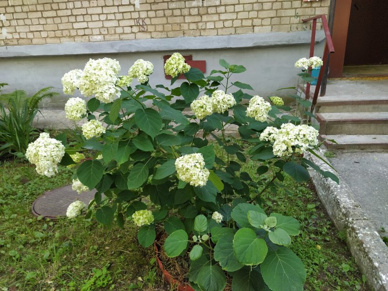 Гортензия времена года