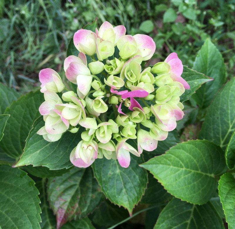Hydrangea macrophylla Princess Diana