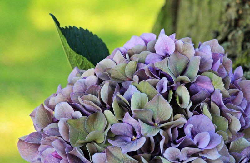 Гортензия метельчатая (Hydrangea paniculata Samarskya Lydia) p8 хит