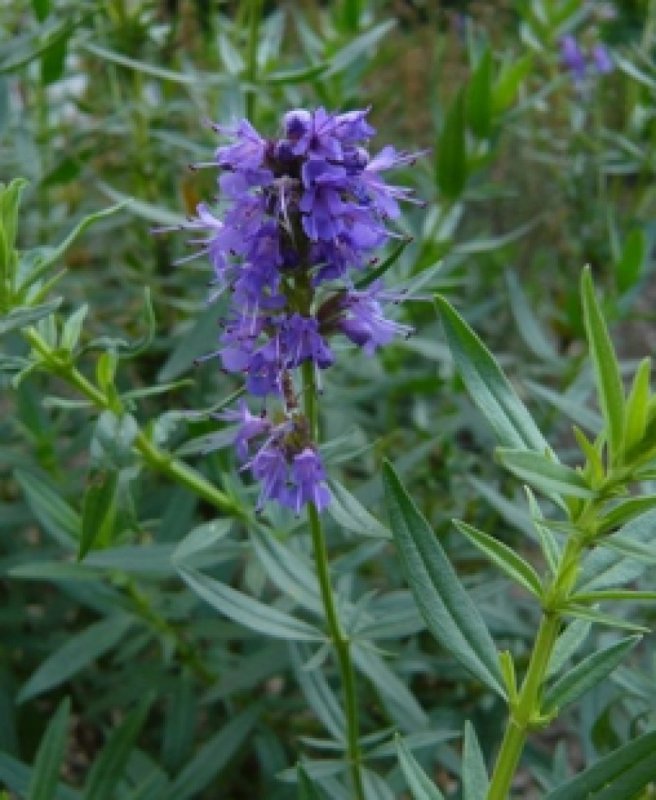 Иссоп лекарственный (Hyssopus officinalis)
