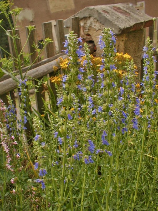 Иссоп лекарственный (Hyssopus officinalis)