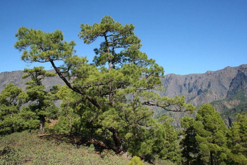 Pinus canariensis