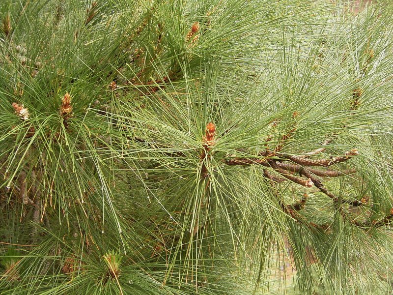 Pinus canariensis