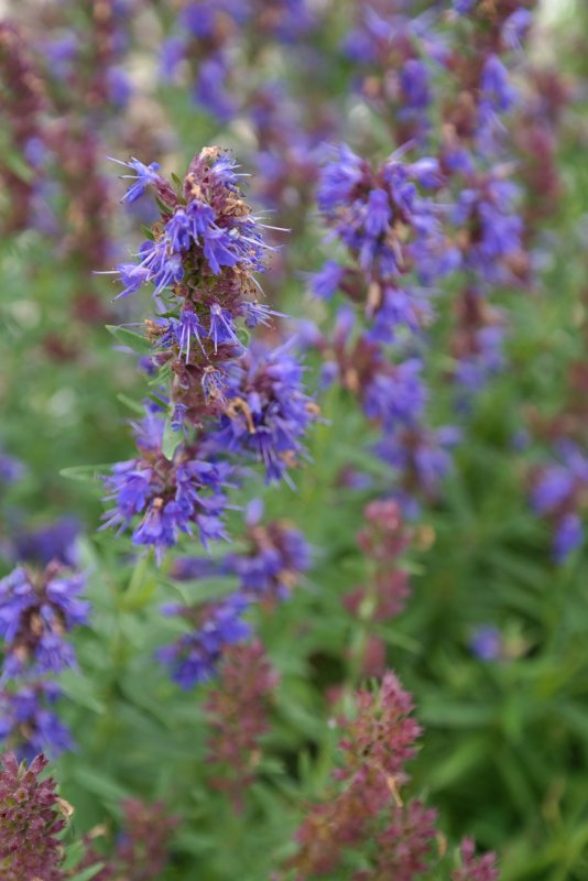 Herbs Hyssopus officinalis