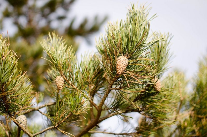 Сосна обыкновенная Pinus