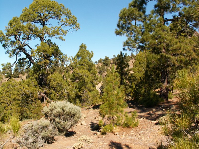 Pinus Taeda