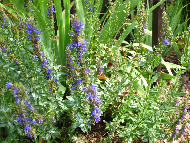 Лаванда Lavandula Silver Frost