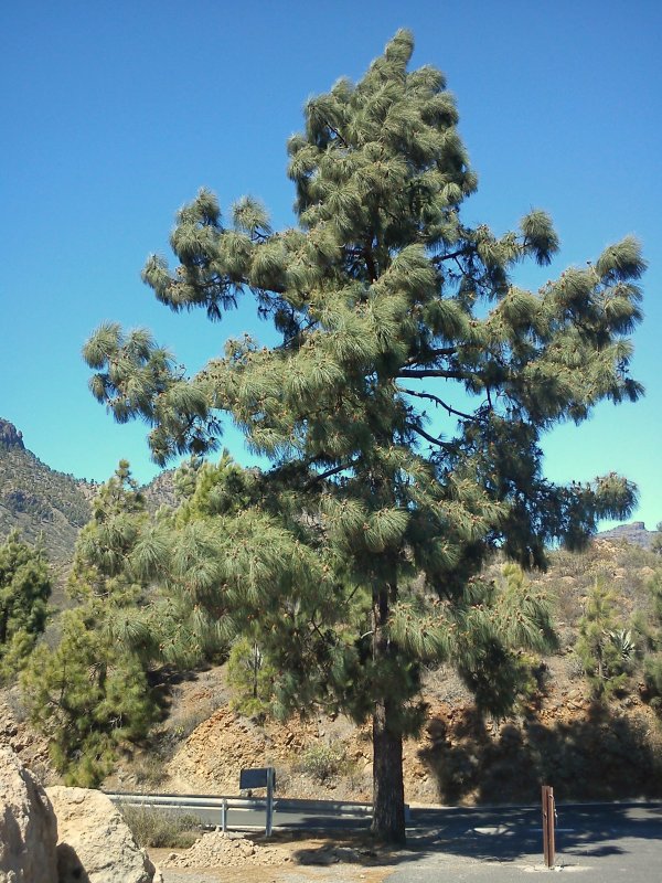 Канарская сосна (Pinus canariensis)