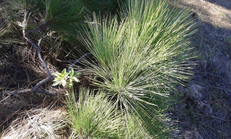 Канарская сосна (Pinus canariensis)