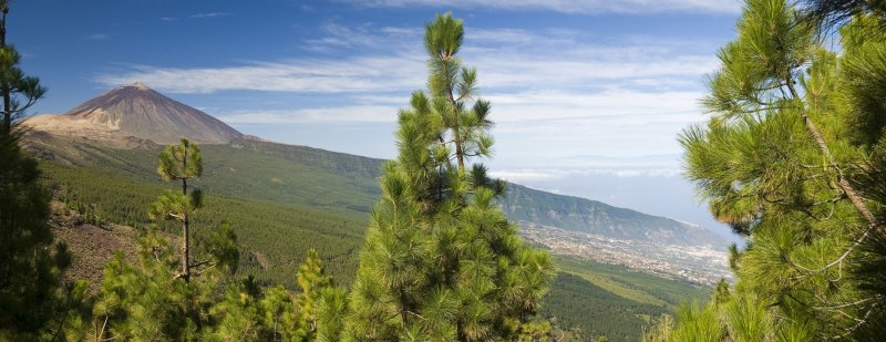 Pinus heldreichii 'Aureospicata'
