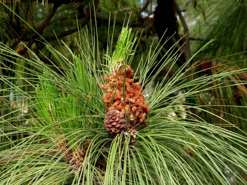 Pinus canariensis