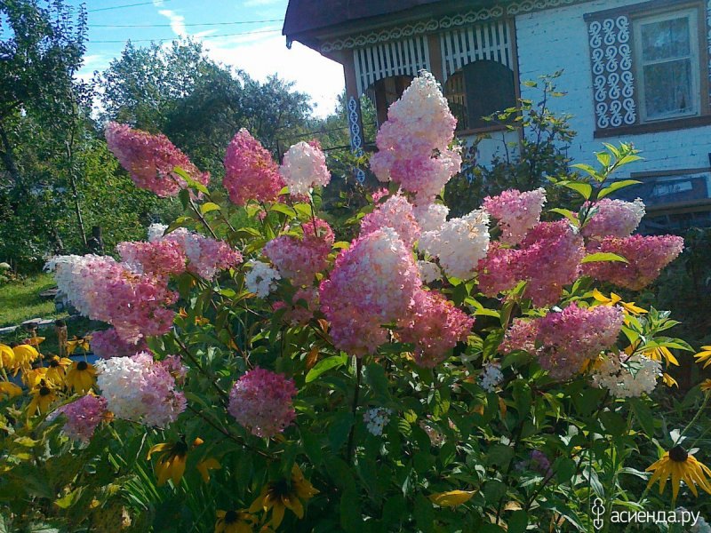 Гортензия метельчатая Мельба