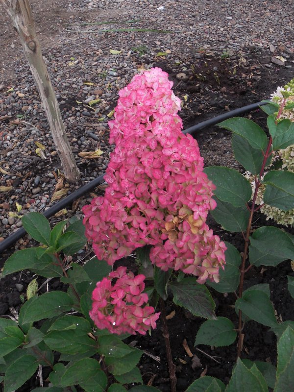 Hydrangea paniculata Sundae Fraise
