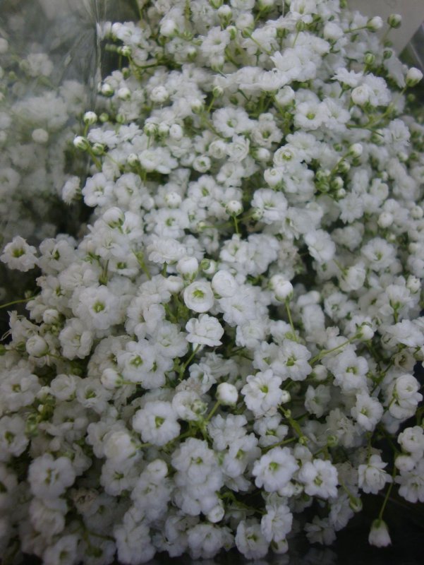 Гипсофила Gypsophila Bristol Fairy