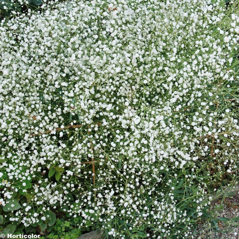 Гипсофила метельчатая (Gypsophila paniculata)