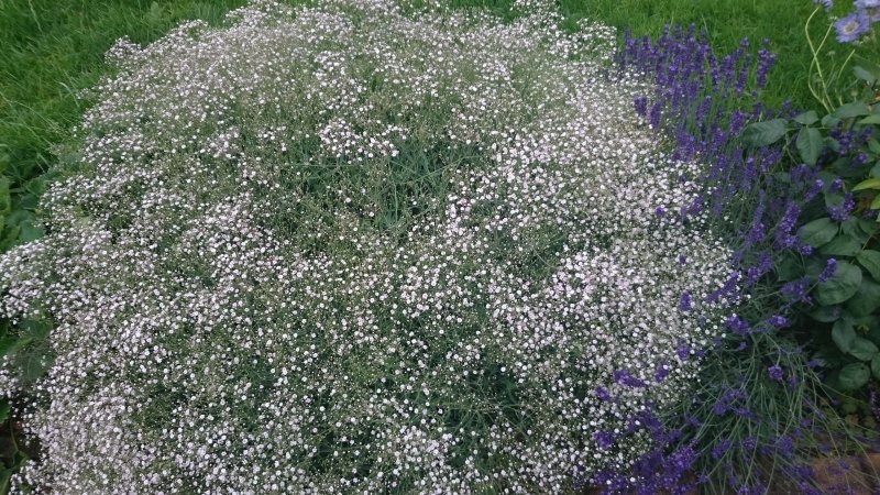 Гипсофила Gypsophila Bristol Fairy