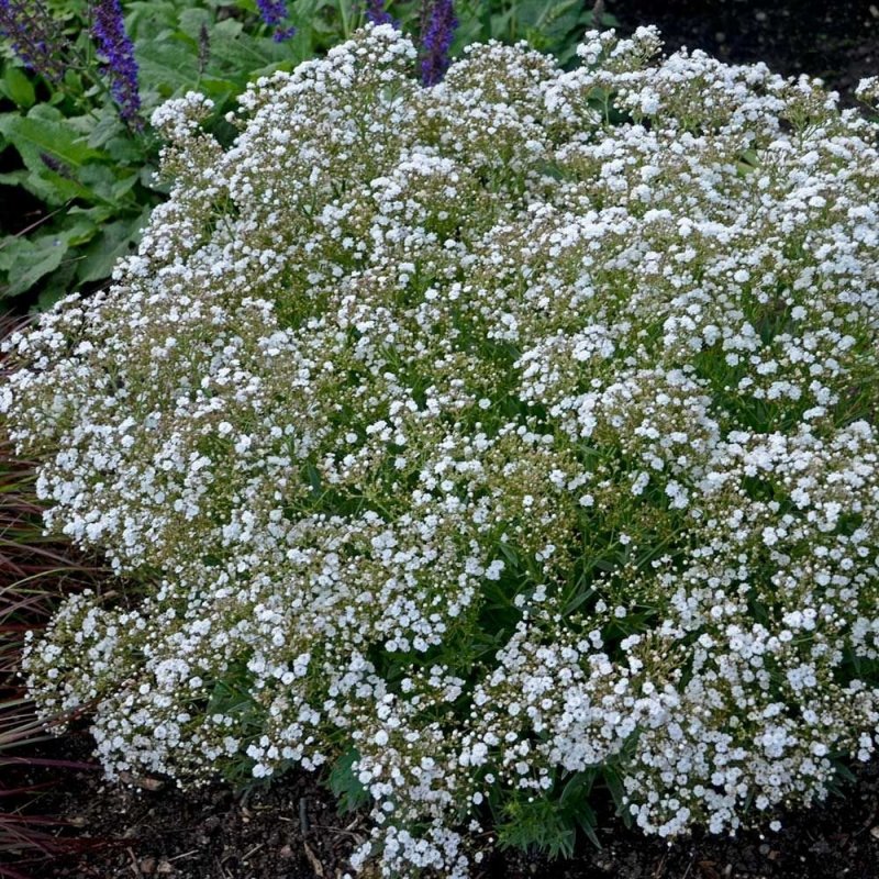 Гипсофила метельчатая (Gypsophila paniculata)
