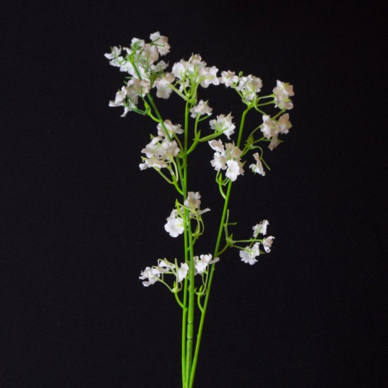 Gypsophila repens 'Dorothy teacher'