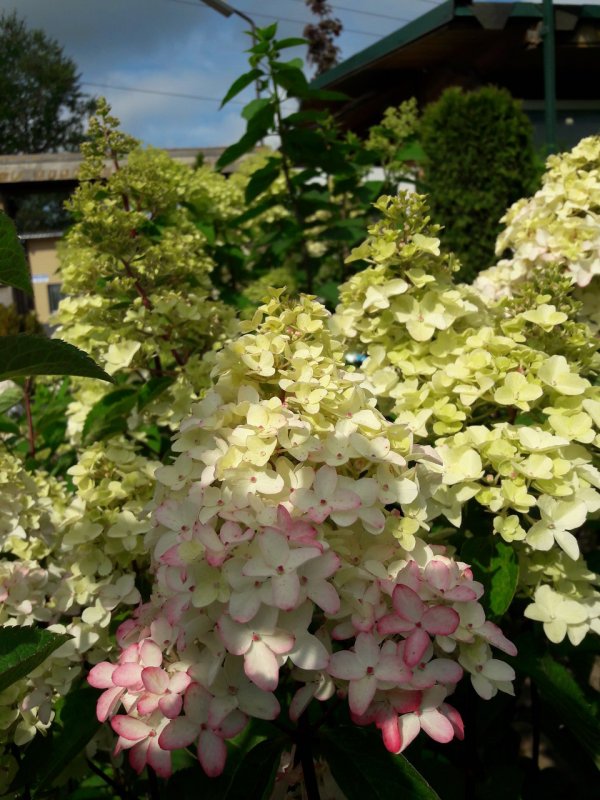 Hydrangea paniculata Fraise Melba 'RENBA' PBR