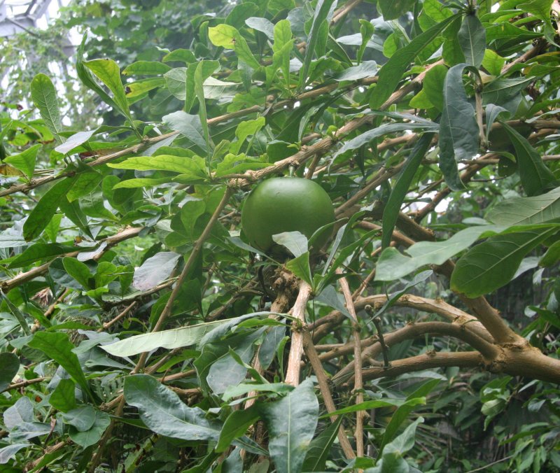 Crescentia cujete