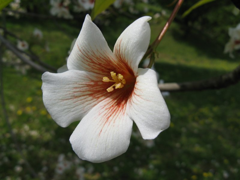 Aleurites fordii