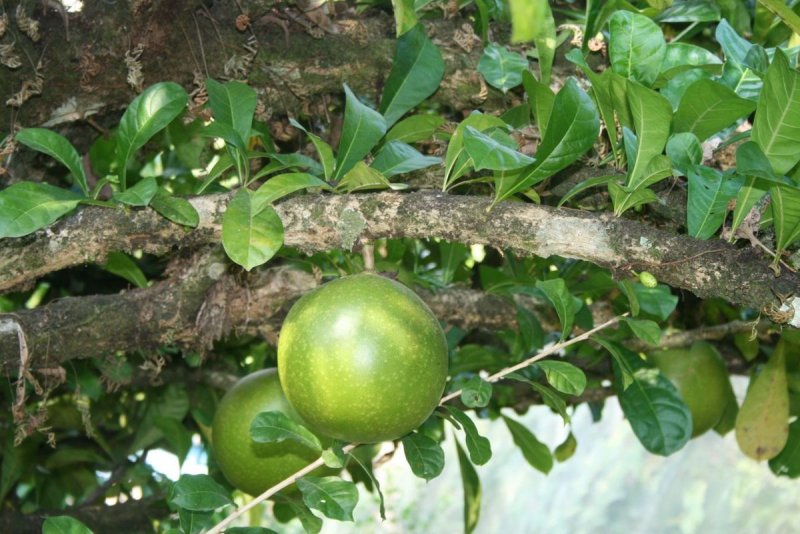 Crescentia cujete
