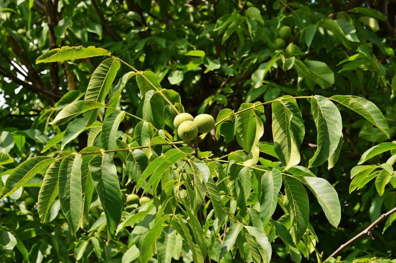 Acacia erioloba
