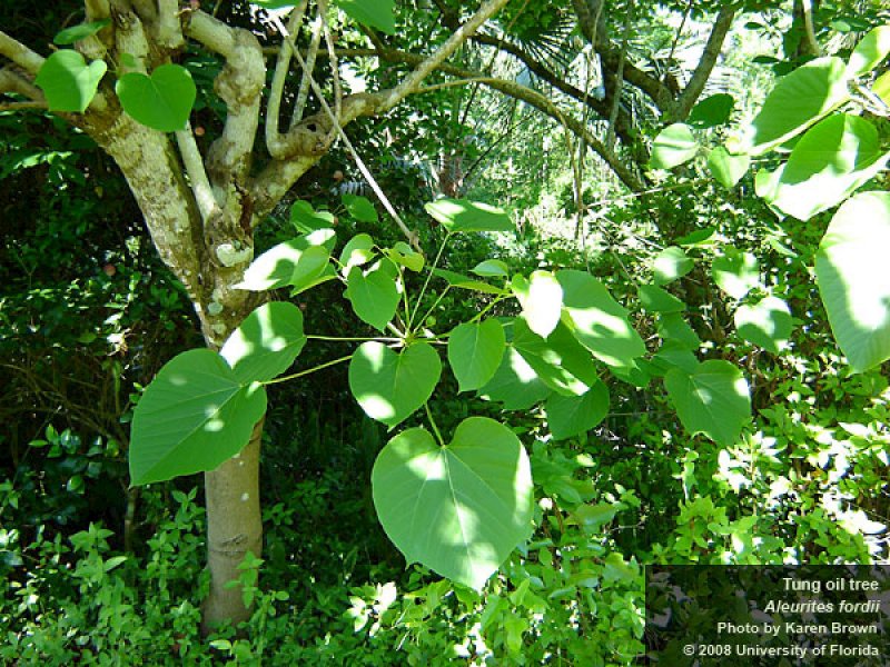 Tung Tree