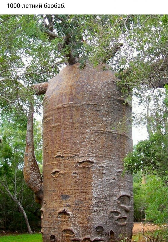 Самана мангровые леса