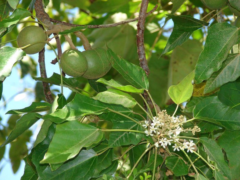 Aleurites fordii