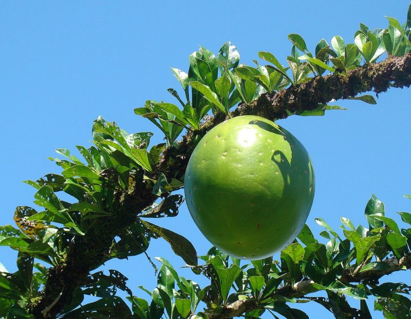 Crescentia cujete