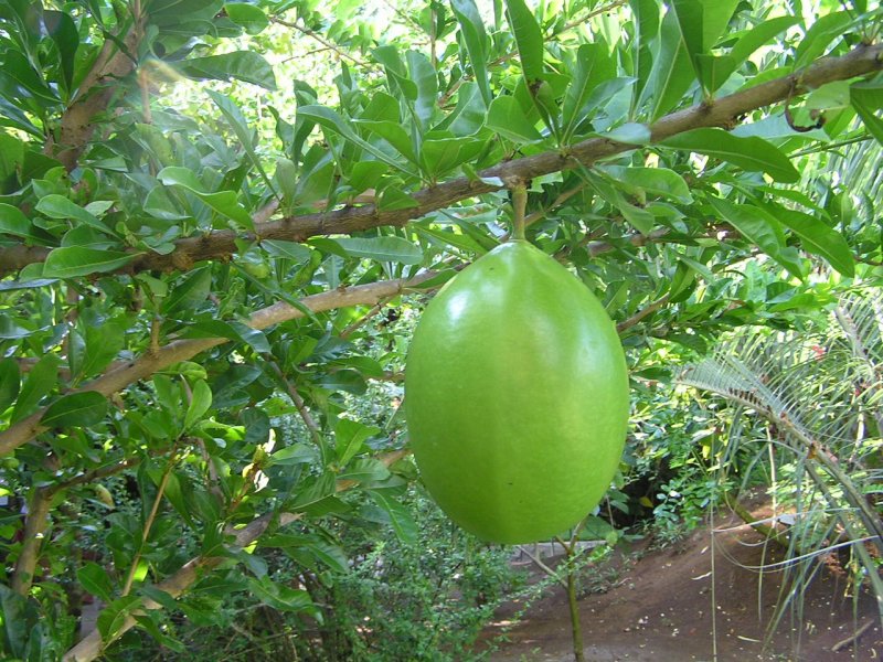 Crescentia cujete
