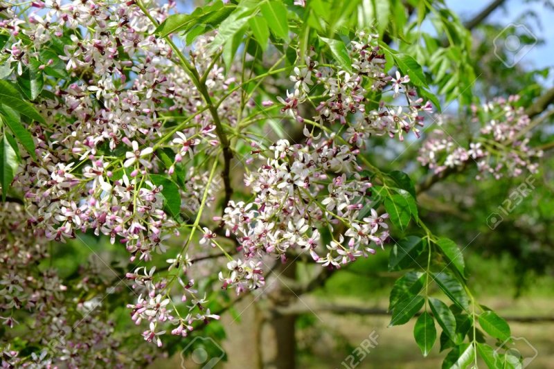 Shorea robusta дерево