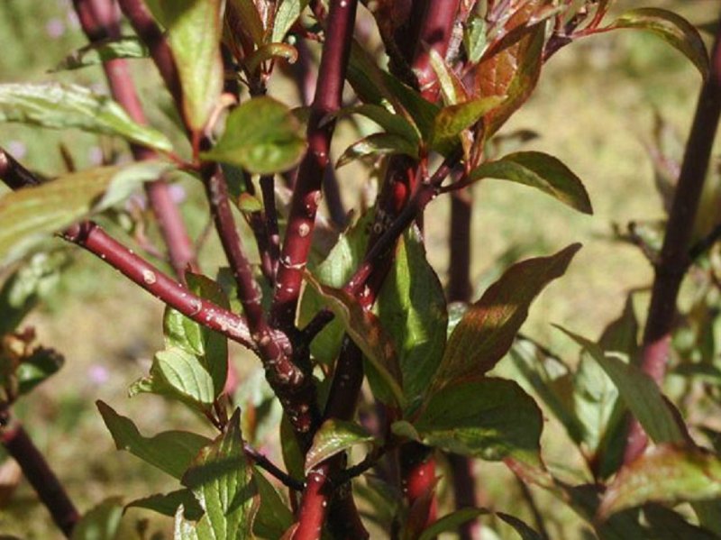 Cornus Alba 'Kesselringii'