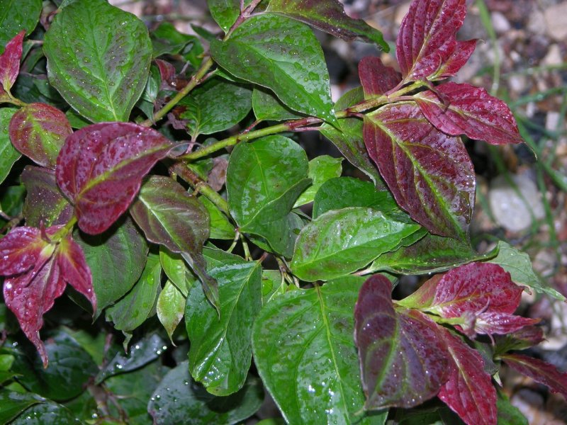 Дёрен белый Kesselringii