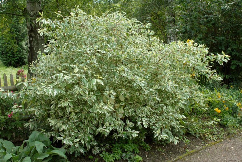 Cornus Alba elegantissima