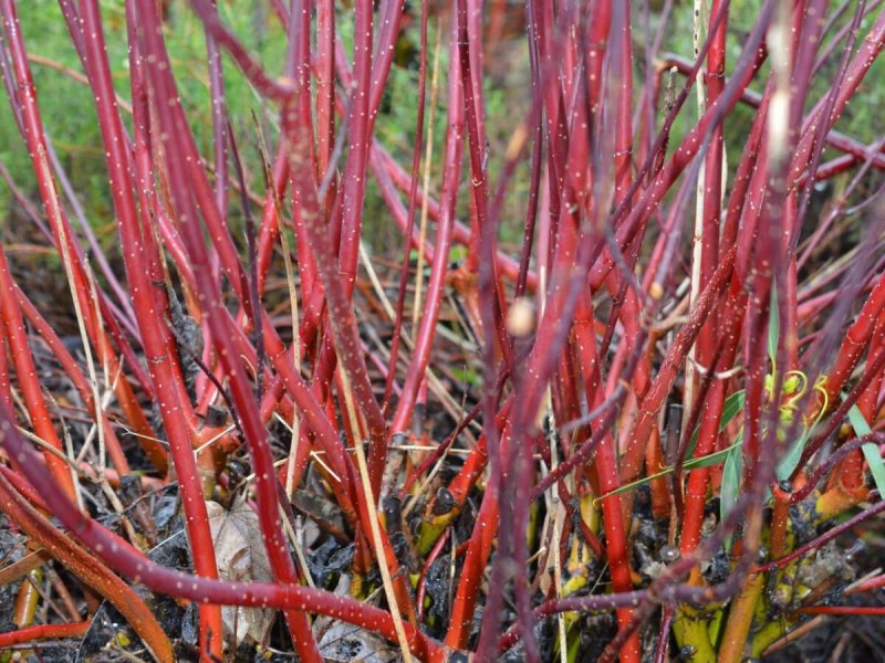 Cornus Alba 'Kesselringii'