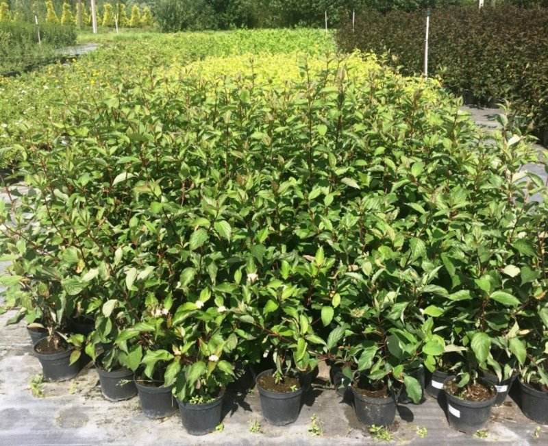 Дерен Cornus Alba “Kesselringii”,