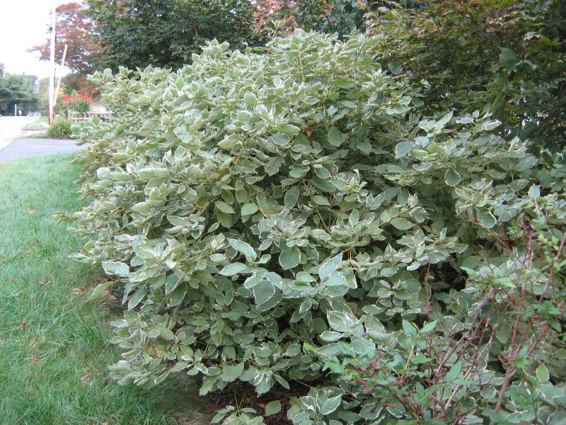 Дёрен белый Kesselringii