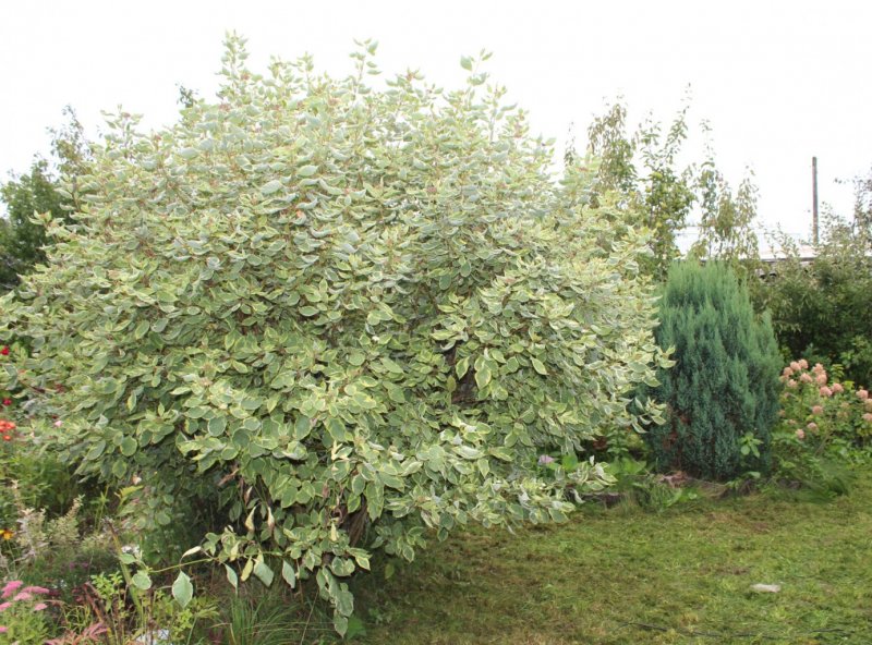 Cornus sericea