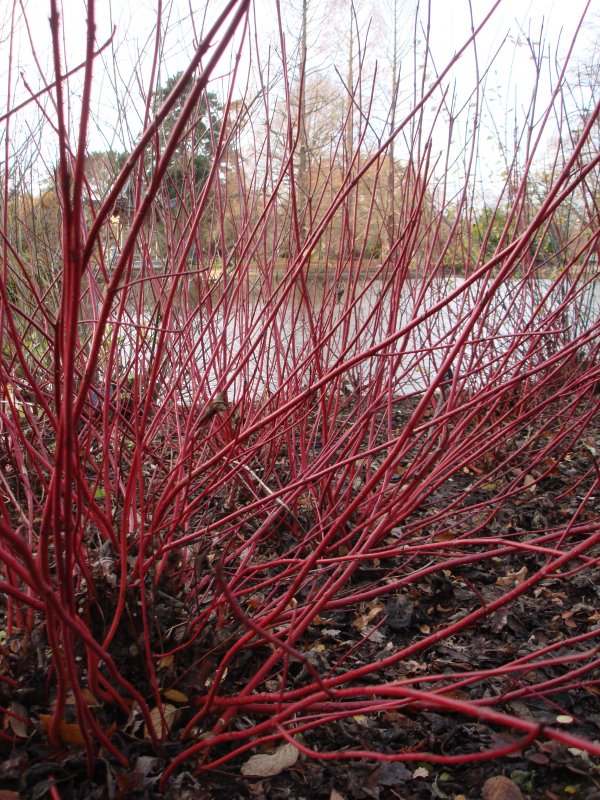 Cornus Alba sibirica