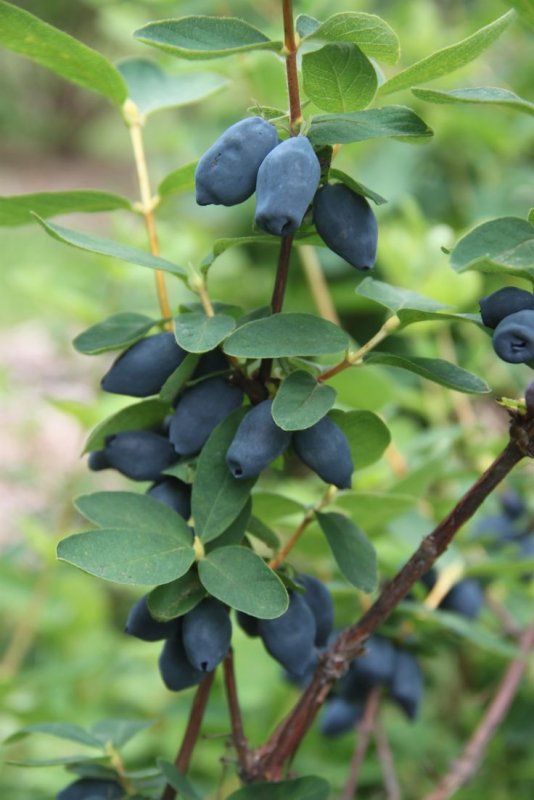 Lonicera caerulea (жимолость синяя, голубая)