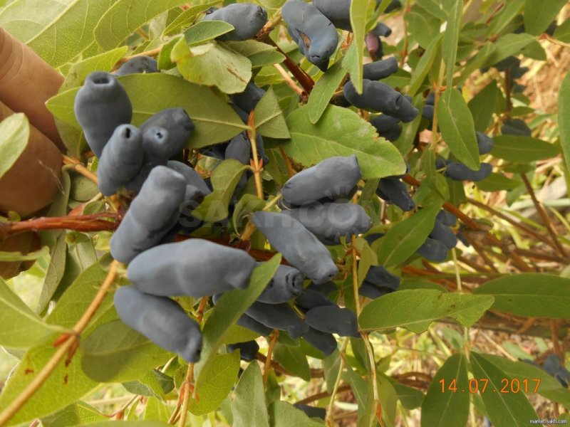 Жимолость съедобная Lonicera edulis `васюганская`